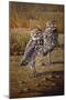 Burrowing Owls-Wilhelm Goebel-Mounted Giclee Print
