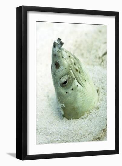 Burrowing Snake Eel (Pisodonophis Cancrivoris) in the Sand-Louise Murray-Framed Premium Photographic Print