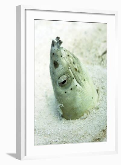 Burrowing Snake Eel (Pisodonophis Cancrivoris) in the Sand-Louise Murray-Framed Photographic Print