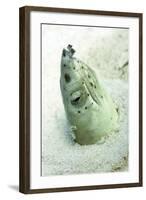 Burrowing Snake Eel (Pisodonophis Cancrivoris) in the Sand-Louise Murray-Framed Photographic Print