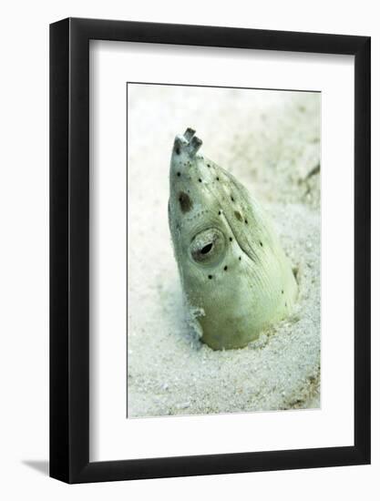 Burrowing Snake Eel (Pisodonophis Cancrivoris) in the Sand-Louise Murray-Framed Photographic Print