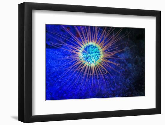 Burrowing Tube Anemone Fluorescing, Puerto Galera, Philippines-Stuart Westmorland-Framed Photographic Print