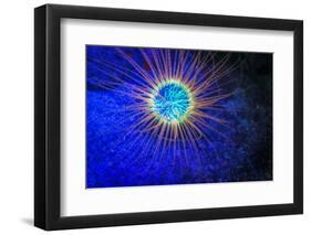 Burrowing Tube Anemone Fluorescing, Puerto Galera, Philippines-Stuart Westmorland-Framed Photographic Print