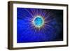 Burrowing Tube Anemone Fluorescing, Puerto Galera, Philippines-Stuart Westmorland-Framed Photographic Print