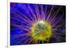 Burrowing Tube Anemone, Night Fluorescing, Puerto Galera, Philippines-Stuart Westmorland-Framed Photographic Print