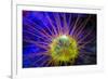 Burrowing Tube Anemone, Night Fluorescing, Puerto Galera, Philippines-Stuart Westmorland-Framed Photographic Print