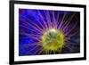 Burrowing Tube Anemone, Night Fluorescing, Puerto Galera, Philippines-Stuart Westmorland-Framed Photographic Print