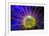 Burrowing Tube Anemone, Night Fluorescing, Puerto Galera, Philippines-Stuart Westmorland-Framed Photographic Print