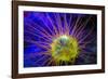 Burrowing Tube Anemone, Night Fluorescing, Puerto Galera, Philippines-Stuart Westmorland-Framed Photographic Print