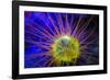 Burrowing Tube Anemone, Night Fluorescing, Puerto Galera, Philippines-Stuart Westmorland-Framed Photographic Print