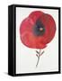 Burst of Bloom 2-Paulo Romero-Framed Stretched Canvas