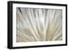 Burst of Day-Kimberly Allen-Framed Art Print