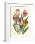 Burst of Spring I-Vision Studio-Framed Art Print