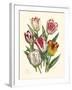 Burst of Spring I-Vision Studio-Framed Art Print