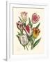 Burst of Spring I-Vision Studio-Framed Art Print