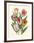 Burst of Spring I-Vision Studio-Framed Art Print