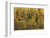 Bursting Into Autumn-Bill Sherrell-Framed Photographic Print