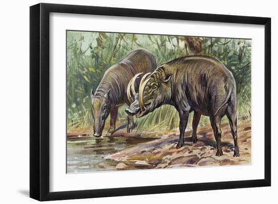 Buru Babirusa or Golden Babirusa (Babyrousa Babyrussa), Suidae-null-Framed Giclee Print