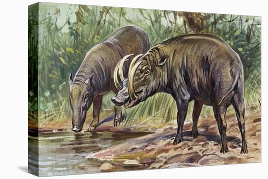 Buru Babirusa or Golden Babirusa (Babyrousa Babyrussa), Suidae-null-Stretched Canvas