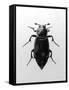 Burying Beetle-null-Framed Stretched Canvas