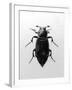 Burying Beetle-null-Framed Photographic Print