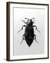 Burying Beetle-null-Framed Photographic Print