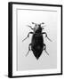 Burying Beetle-null-Framed Photographic Print