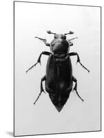 Burying Beetle-null-Mounted Photographic Print