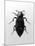 Burying Beetle-null-Mounted Photographic Print