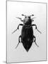 Burying Beetle-null-Mounted Photographic Print