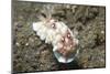 Bus Stop Chromodoris-Hal Beral-Mounted Photographic Print