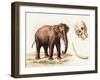 Busco Grandis-A Century Of Birds From The Himalaya Mountains-John Gould & William Hart-John Gould-Framed Art Print