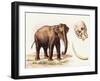 Busco Grandis-A Century Of Birds From The Himalaya Mountains-John Gould & William Hart-John Gould-Framed Art Print