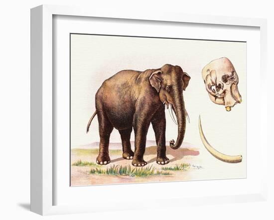 Busco Grandis-A Century Of Birds From The Himalaya Mountains-John Gould & William Hart-John Gould-Framed Art Print