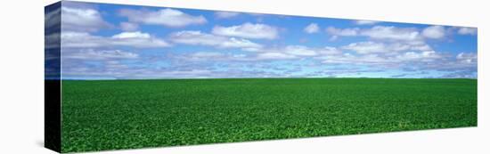 Bush Bean Field, Mcminnville, Oregon, USA-null-Stretched Canvas