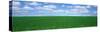 Bush Bean Field, Mcminnville, Oregon, USA-null-Stretched Canvas