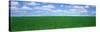 Bush Bean Field, Mcminnville, Oregon, USA-null-Stretched Canvas