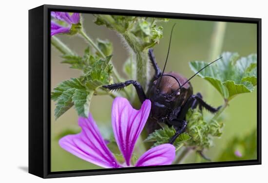 Bush Cricket {Deracantha Sp} on Mallow Flower (Malva Sylvestris) Bulgaria, May 2008-Nill-Framed Stretched Canvas