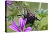 Bush Cricket {Deracantha Sp} on Mallow Flower (Malva Sylvestris) Bulgaria, May 2008-Nill-Stretched Canvas