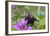 Bush Cricket {Deracantha Sp} on Mallow Flower (Malva Sylvestris) Bulgaria, May 2008-Nill-Framed Photographic Print