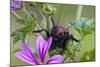 Bush Cricket {Deracantha Sp} on Mallow Flower (Malva Sylvestris) Bulgaria, May 2008-Nill-Mounted Photographic Print