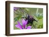 Bush Cricket {Deracantha Sp} on Mallow Flower (Malva Sylvestris) Bulgaria, May 2008-Nill-Framed Photographic Print