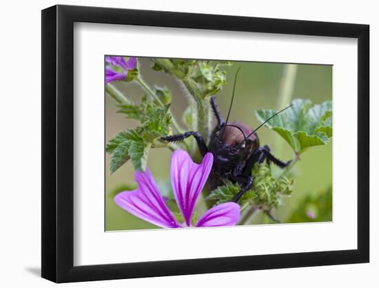 Bush Cricket {Deracantha Sp} on Mallow Flower (Malva Sylvestris) Bulgaria, May 2008-Nill-Framed Photographic Print