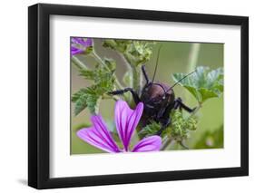 Bush Cricket {Deracantha Sp} on Mallow Flower (Malva Sylvestris) Bulgaria, May 2008-Nill-Framed Photographic Print