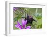 Bush Cricket {Deracantha Sp} on Mallow Flower (Malva Sylvestris) Bulgaria, May 2008-Nill-Framed Photographic Print