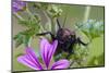 Bush Cricket {Deracantha Sp} on Mallow Flower (Malva Sylvestris) Bulgaria, May 2008-Nill-Mounted Photographic Print