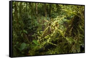Bush cricket, Manu Biosphere Reserve, Peru-Nick Garbutt-Framed Stretched Canvas