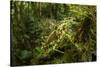 Bush cricket, Manu Biosphere Reserve, Peru-Nick Garbutt-Stretched Canvas