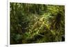 Bush cricket, Manu Biosphere Reserve, Peru-Nick Garbutt-Framed Photographic Print