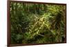 Bush cricket, Manu Biosphere Reserve, Peru-Nick Garbutt-Framed Photographic Print